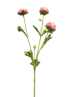 pryskyřník - ranonculus růžový mini 68 cm  (N926187)