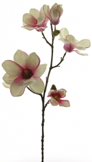 Magnolie Asxo (fuchsia) červená 65 cm  (935716)