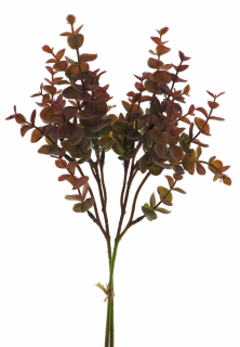 Blahovičník - Eukalyptus svazak červený (burgundy) v39 cm  (N950953)