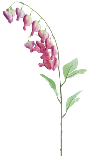 Dicentra fialová (beauty) v86 cm  (N956916)