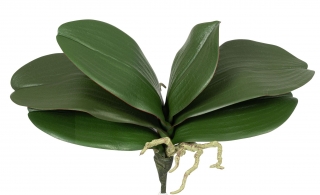 Listy orchideje s kořeny (x6) zelený v25 cm  (FB109611800)