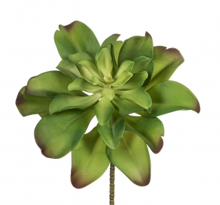 Echevérie - Dužnatka zelená v35 cm  (FB109916808)