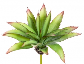 Aloe zelená v27 cm (FB109933800)