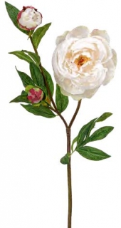 Pivoňka  - Paeonia (x3) bílá v67 cm  (FB204345104)