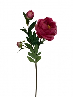 Pivoňka  - Paeonia (x3) červená v67 cm  (FB204245450)