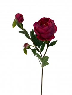 Pivoňka  - Paeonia (x3) červená v67 cm  (FB204345530)