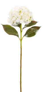 Hortenzie - Hydrangea bílá v70 cm  (FB206111130)