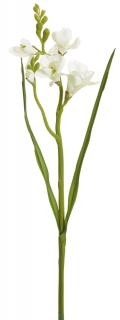 Frézie - Freesia (x2) bílá v53 cm  (FB206436100)