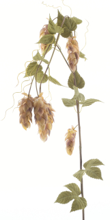 Velký chmelový květ x5 / s listy zelená V175 cm