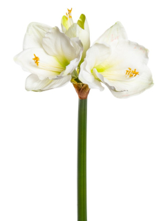 Hvězdník - Amaryllis x3 bílý V68 cm