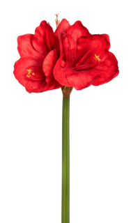 Hvězdník - Amaryllis x3 červený V68 cm