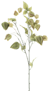 Mochyně - Physalis ovocní spray 'Lahja' zelená V83 cm