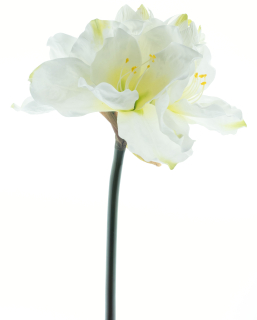 Hvězdník - Amaryllis / Hippeastrum 'Geta'  krémový V82 cm