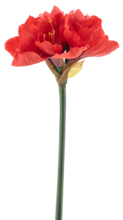 Hvězdník - Amaryllis / Hippeastrum 'Geta'červený) V82 cm