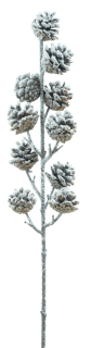 Borovice větev (spray) s šiškami 'Hildur' s sněhem hnědá V73 cm