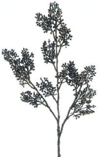 Řebříček (Yarrow) divoká měděná V69 cm