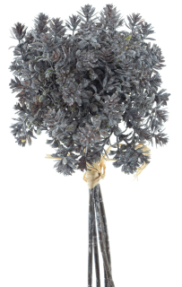 Eonium (Aeonium)  svazek x5 hnědý V31 cm